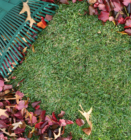 Raking up leaves from a yard